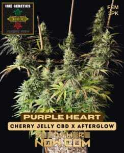 Purple Heart (Feminized) (space) Irie Genetics