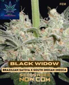 Black Widow S1 (Feminized) (space) Pure XX