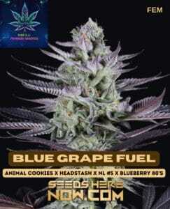 Blue Grape Fuel S1 (Feminized) (space) Pure XX