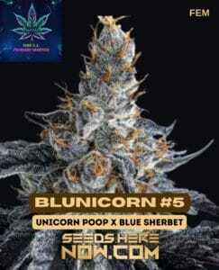 Blunicorn #5 S1 (Feminized) (space) Pure XX