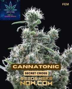 Cannatonic S1 (Feminized) (space) Pure XX