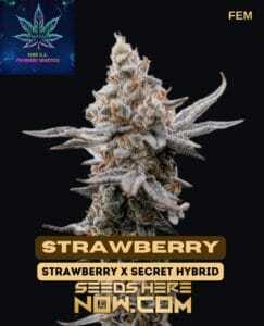 Strawberry S1 (Feminized) (space) Pure XX