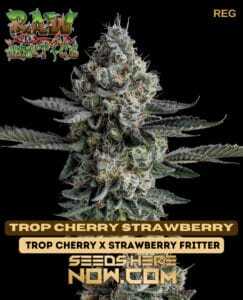 Trop Cherry Strawberry (Regular) (space) Raw Genetics