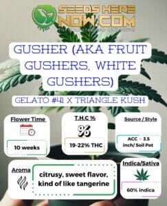 Gusher (AKA Fruit Gushers, White Gushers) Clones (space) ACC