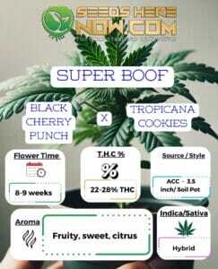 Super Boof Clones (space) ACC