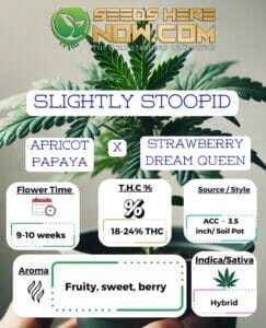 Slightly Stoopid(space) ACC
