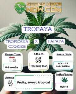 Tropaya Clones(space) ACC
