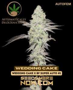 Wedding Cake Auto (Autoflower) (space) Automatically Delicious