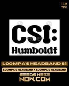 Loompa's Headband S1 (Feminized) (space) CSI Humboldt
