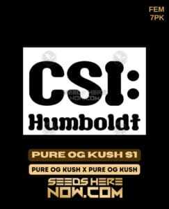 Pure OG Kush S1 (Feminized) (space) CSI Humboldt