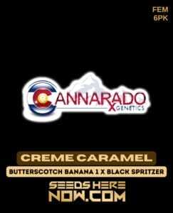 Creme Caramel (Feminized) (space) Cannarado Genetics
