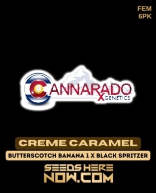 Creme Caramel (Feminized) (space) Cannarado Genetics