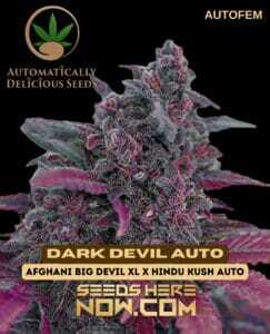 Dark Devil Auto (Autoflower) (space) Automatically Delicious