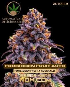 Forbidden Fruit Auto (Autoflower) (space) Automatically Delicious