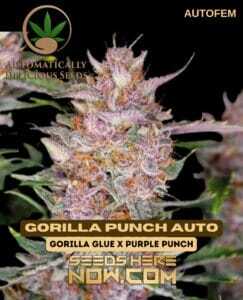 Gorilla Punch Auto (Autoflower) (space) Automatically Delicious