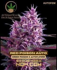 Red Poison Auto (Autoflower) (space) Automatically Delicious