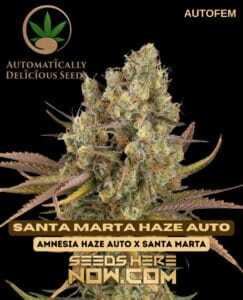 Santa Marta Haze Auto (Autoflower) (space) Automatically Delicious