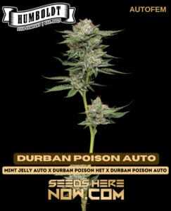 Durban Poison Auto (Autoflower) (space) Humboldt Seed Company