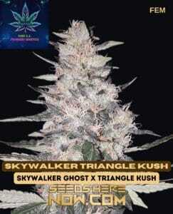 Skywalker Triangle Kush S1 (Feminized) (space) Pure XX