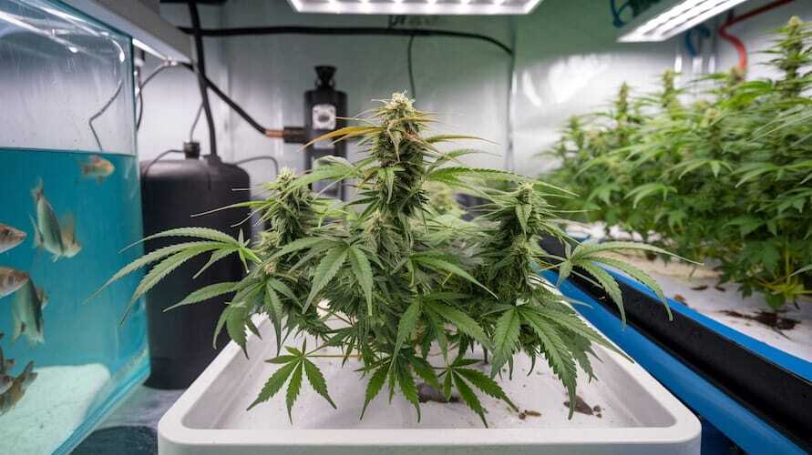 Aquaponics for cannabis cultivation