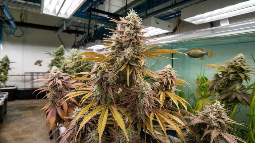 Aquaponics For Cannabis: A Revolutionary Growing Method – Aquaponics for Cannabis: A Revolutionary Growing Method