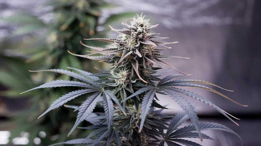 Cannabis aquaponics
