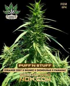 Puff'n Stuff (Feminized) (space) Flashback Seeds