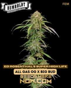 Super High Life (Feminized) (space) Humboldt Seed Company