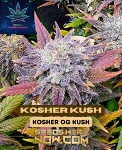 Kosher Kush S1 (Feminized) (space) Pure XX