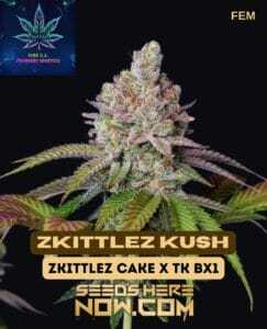 Zkittlez Kush S1 (Feminized) (space) Pure XX