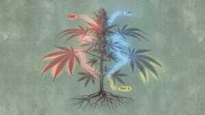 CBD vs. CBG vs. THC(space)A: Understanding the Cannabinoids in Your Cannabis Seeds