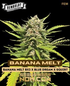 Banana Melt (Feminized) (space) Humboldt Seed Company