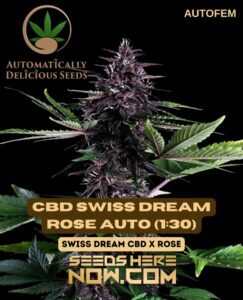 CBD Swiss Dream Rose Auto (1:30) (Autoflower) (space) Automatically Delicious