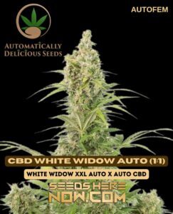 CBD White Widow Auto (1:1) (Autoflower) (space) Automatically Delicious