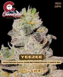 Cannarado Genetics (space) YeeZee {REG} [10pk]