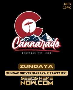 Cannarado Genetics (space) Zundaya {REG} [10pk]