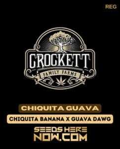 Chiquita Guava (Regular) (space) Crockett Family Farms