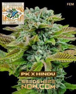 Freeborn Selections (space) PK x Hindu {FEM} [10pk]