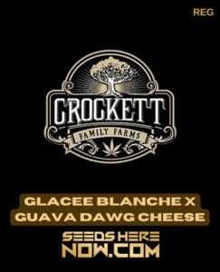 Glacee Blanche x Guava Dawg (Regular) (space) Crockett Family Farms