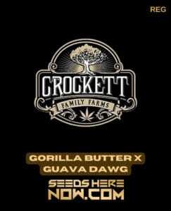 Gorilla Butter x Guava Dawg (Regular) (space) Crockett Family Farms