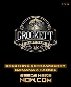 Oreo King x Strawberry Banana x Tangie (Regular) (space) Crockett Family Farms