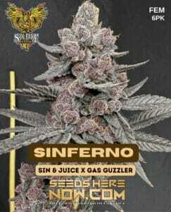 Sinferno (Feminized) (space) Solfire Gardens