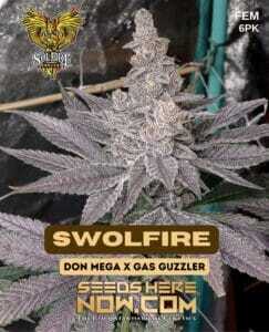 Swolfire (Feminized) (space) Solfire Gardens