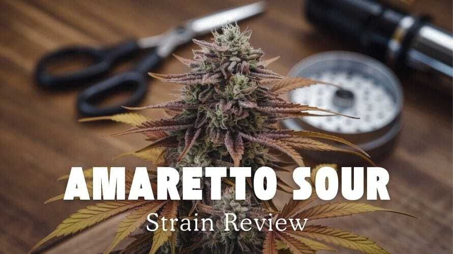 Amaretto Sour Strain Review And Information – Amaretto Sour Strain Review and Information