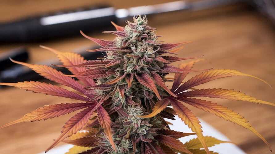 Amaretto Sour strain