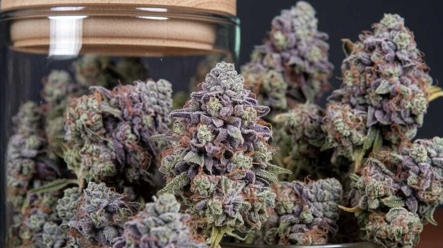 Amoretto Sour strain 