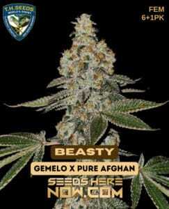 Beasty Bonus Pack (Feminized) (space) T.H. Seeds