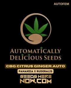 CBG Citrus Ginger Auto (Autoflower) (space) Automatically Delicious