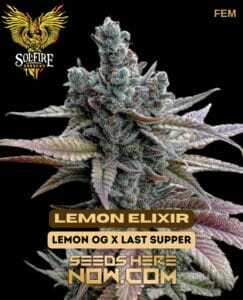 Lemon Elixir (Feminized) (space) Solfire Gardens