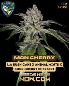 Mon Cherry Bonus Pack (Feminized) (space) T.H. Seeds
